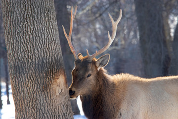 Young Elk and His Tree