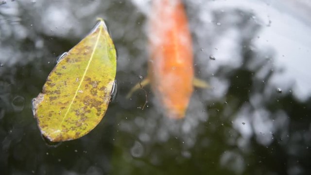 Koi fish or Amur carp fish slow motion swimming in pond. It more specifically nishikigoi and colored varieties of carp in outdoor pond or garden and waterfall. It golden red orange and yellow of body