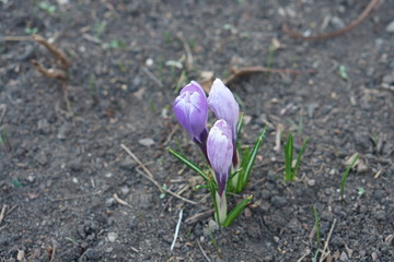 Blooming crocuses in early spring