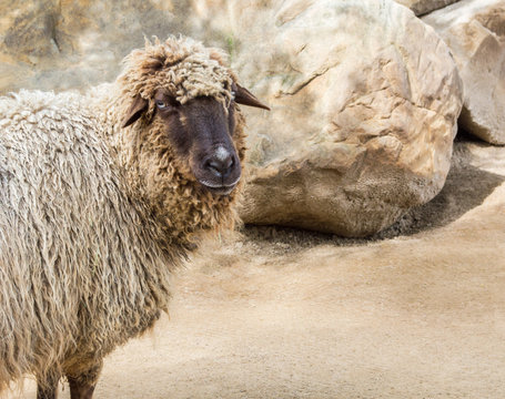 Navajo churro sheep looking forward in a rocky barnyard with copy space