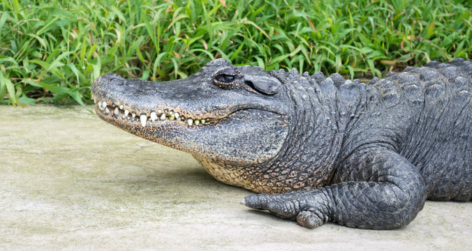 close up profile of a majestic American alligator with green plants in the background