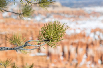 A close up of pine needles on a branch at Bryce Canyon, with a shallow depth of field