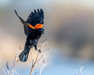 Red winged blackbird - obrazy, fototapety, plakaty