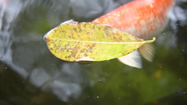 Koi fish or Amur carp fish slow motion swimming in pond. It more specifically nishikigoi and colored varieties of carp in outdoor pond or garden and waterfall. It golden red orange and yellow of body