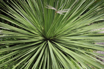 Spike plant closeup