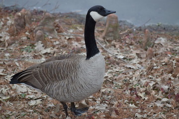 Goose