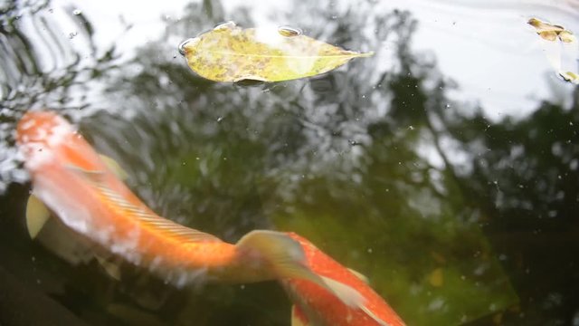 Koi fish or Amur carp fish slow motion swimming in pond. It more specifically nishikigoi and colored varieties of carp in outdoor pond or garden and waterfall. It golden red orange and yellow of body