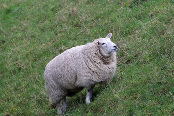 Obraz premium Un mouton escalade la colline