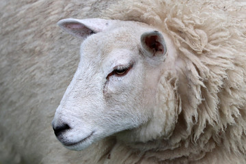 Tête de mouton
