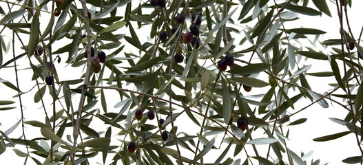 Olivenbaum - Olivenzweig mit schwarzen Oliven