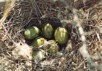 huevos de perdiz