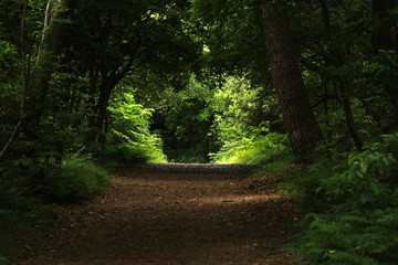 Obraz premium Forest in Jogasaki, Izu Peninsula, Japan