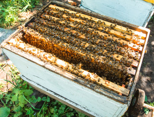 An apiary in the orchard. Hives among the trees.