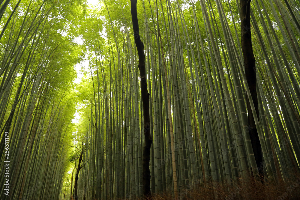 Wall mural Arashiyama Bamboo Forest, Kyoto, Japan