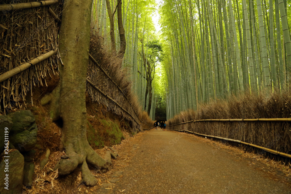 Wall mural Arashiyama Bamboo Forest, Kyoto, Japan