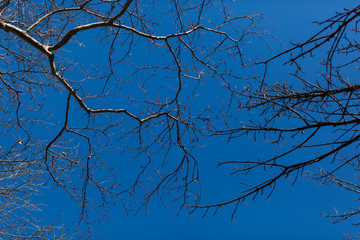 Blue sky with trees 