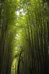 Arashiyama Bamboo Forest, Kyoto, Japan