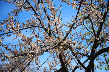 Beautiful spring blossoming apple tree closeup in garden