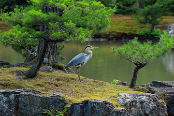 Grey heron, Kinkaku-ji, Kyoto, Japan