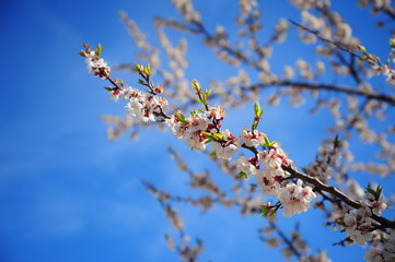 branch of apple tree with many flowers over blue sky