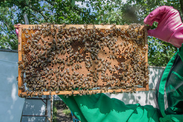 Frame with sealed bee brood in the hands of a beekeeper. Frame with bees set. Honeybee family with...
