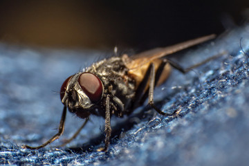 fly