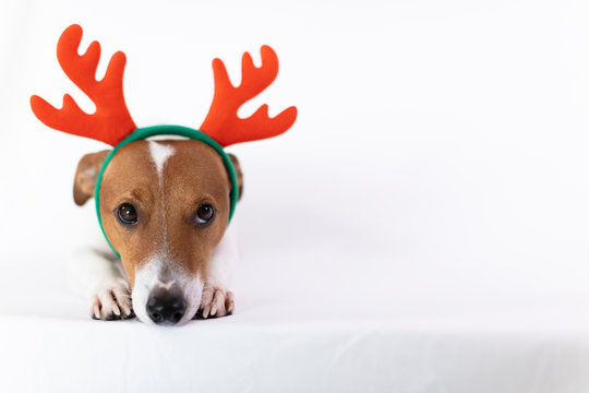 Portrait of dog wearing reindeer antlers headband