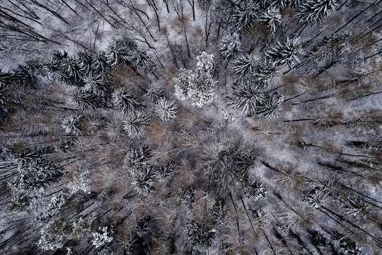 Austria, Wienerwald, snowy forest in December, aerial view