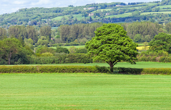 Leafy tree in the middle of green farm field, surrounded by hedgerow, woodlands with country houses on a hill, Cotswolds countryside on a summer day .
