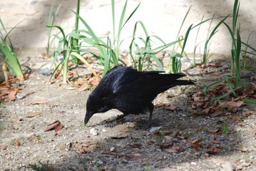 カラス