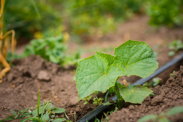 Cucumber sprouts in the field , seedlings in the farmer's garden , agriculture, plant and life concept soft focus, narrow depth of field