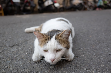 stray cat play on the ground