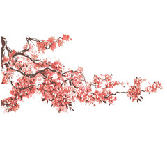 Sakura flower on branch in bloom. Cherry blossom