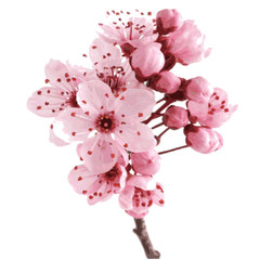 Sakura flower on branch in bloom. Cherry blossom