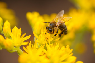 honeybee collects nectar and pollen from yellow flowers Sedum acre, goldmoss, mossy or biting stonecrop, goldmoss sedum, stonecrop and wallpepper growing in a flowerbed in the garden.