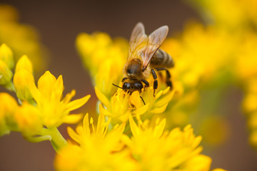 honeybee collects nectar and pollen from yellow flowers Sedum acre, goldmoss, mossy or biting stonecrop, goldmoss sedum, stonecrop and wallpepper growing in a flowerbed in the garden.