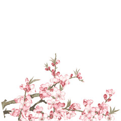 Obraz na płótnie Canvas Sakura flower on branch in bloom. Cherry blossom