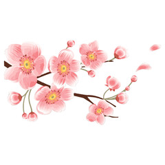 Naklejka na ściany i meble Sakura flower on branch in bloom. Cherry blossom