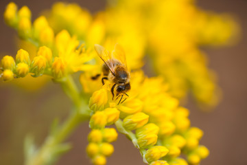 honeybee collects nectar and pollen from yellow flowers Sedum acre, goldmoss, mossy or biting stonecrop, goldmoss sedum, stonecrop and wallpepper growing in a flowerbed in the garden.
