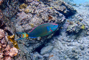 Fototapeta na wymiar Colorful Parrot fish in the clear caribbean water snacking on coral seen while snorkeling.