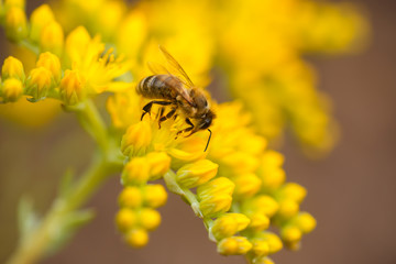 honeybee collects nectar and pollen from yellow flowers Sedum acre, goldmoss, mossy or biting stonecrop, goldmoss sedum, stonecrop and wallpepper growing in a flowerbed in the garden.