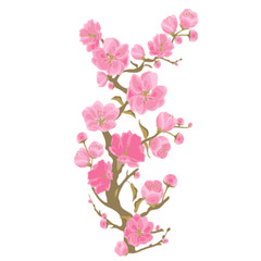 Fototapeta na wymiar Sakura flower on branch in bloom. Cherry blossom