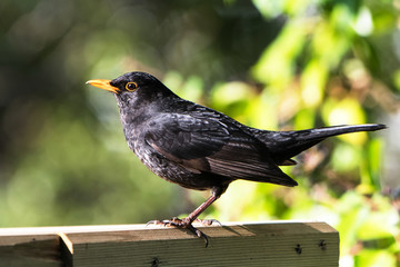 Blackbird, Turdus merula