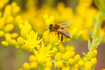 honeybee collects nectar and pollen from yellow flowers Sedum acre, goldmoss, mossy or biting stonecrop, goldmoss sedum, stonecrop and wallpepper growing in a flowerbed in the garden.