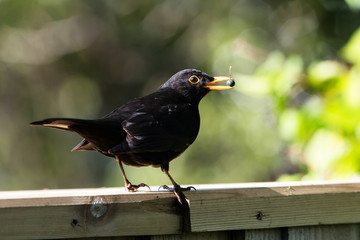 Blackbird, Turdus merula