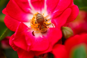 Bee on white rose. Bee near the pistil rose. Collect pollen from garden roses.
