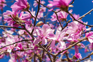 Close-up of beautiful pink magnolia flowers on a bright blue sky background. Blossoming of magnolia tree on a sunny spring day. Flowering of magnolia in a public park.