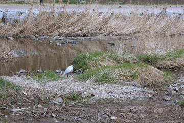초봄 냇가에 백로