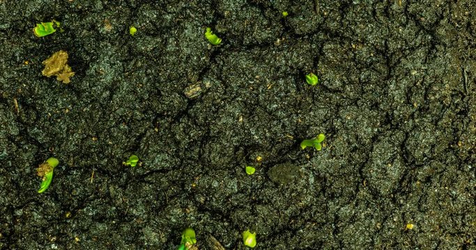 Green onions sprouting through the ground, view from above, time-lapse