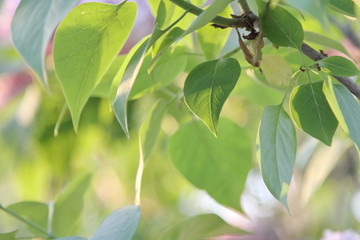 green leaves of tree